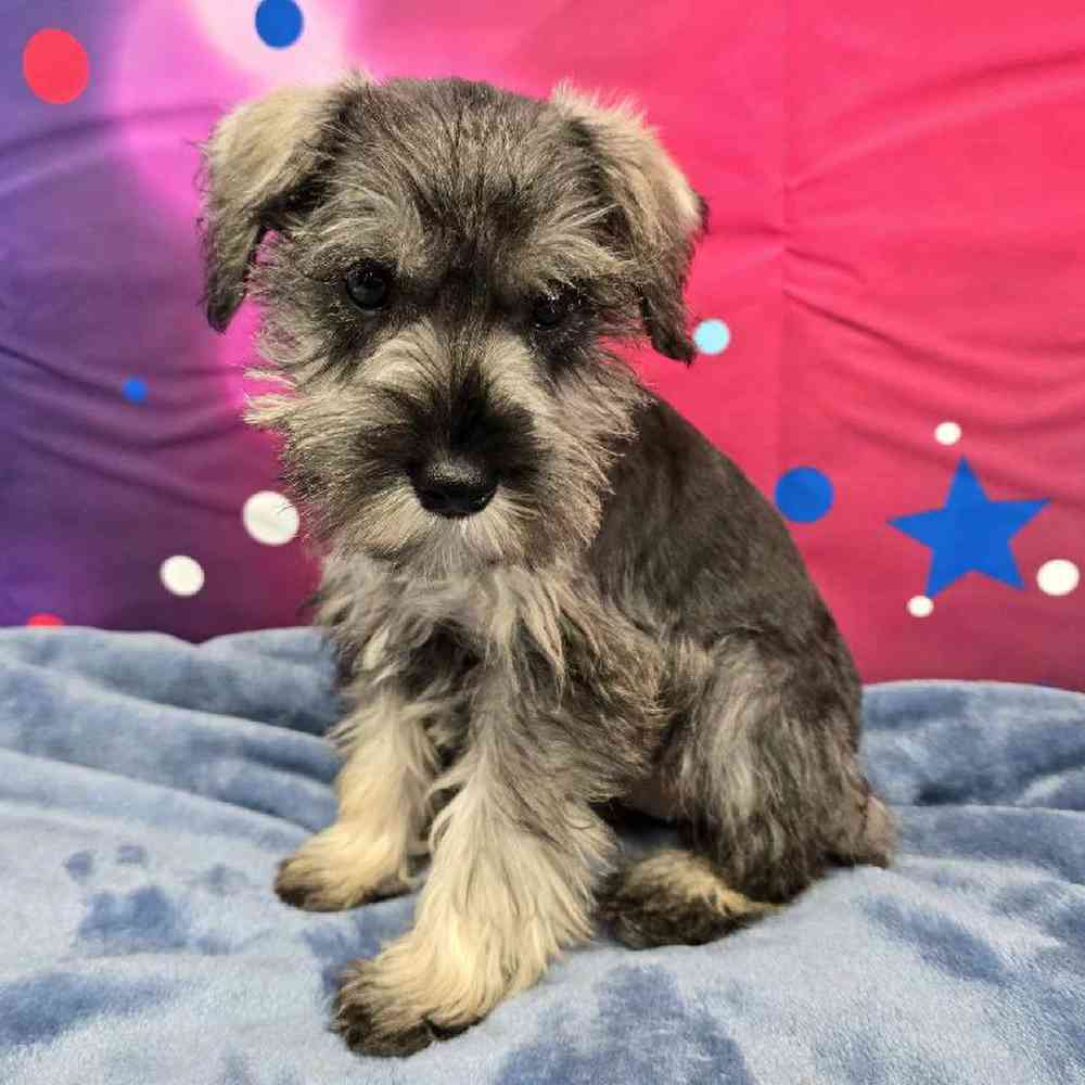 Female Mini Schnauzer Puppy for Sale in Virginia Beach, VA