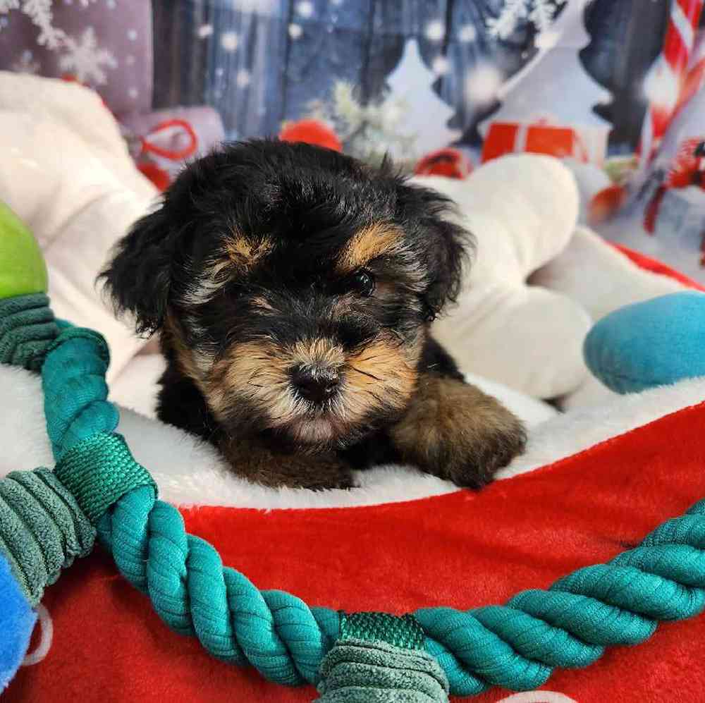 Female Morkie Puppy for Sale in Virginia Beach, VA