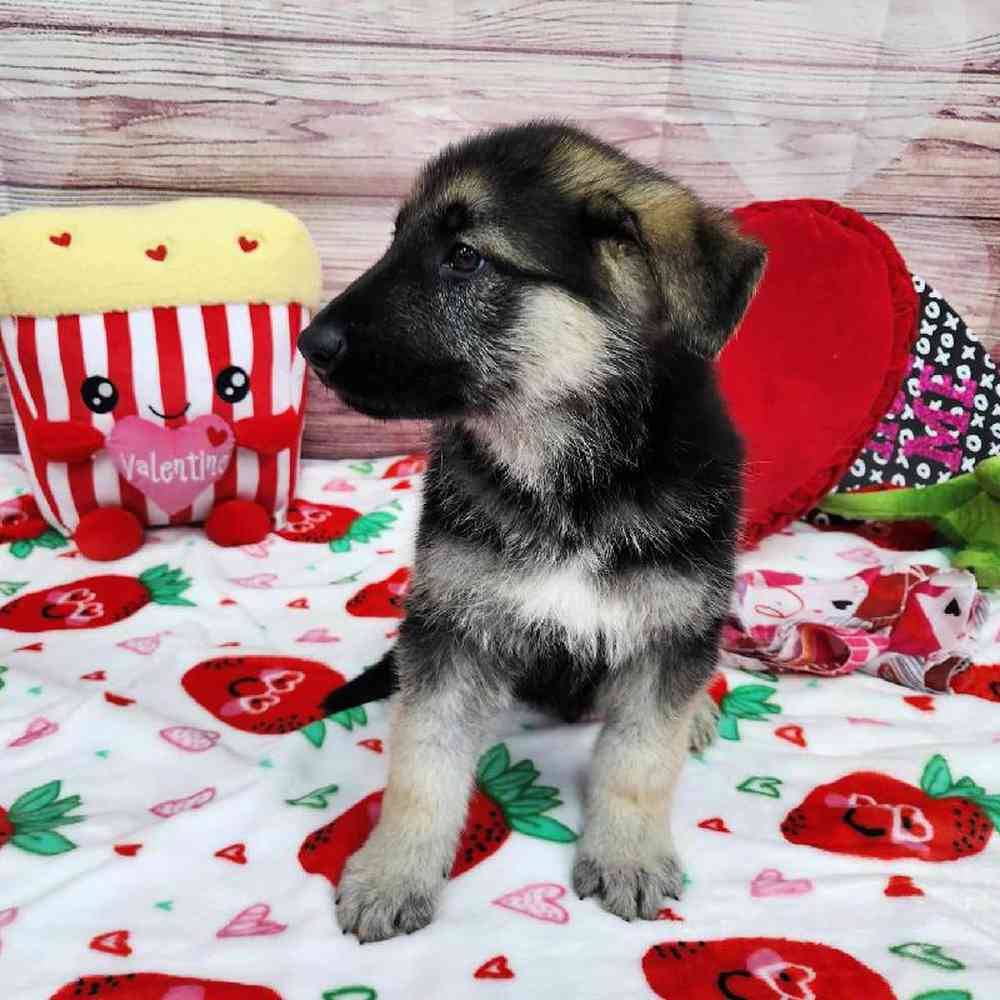 Male German Shepherd Puppy for Sale in Virginia Beach, VA