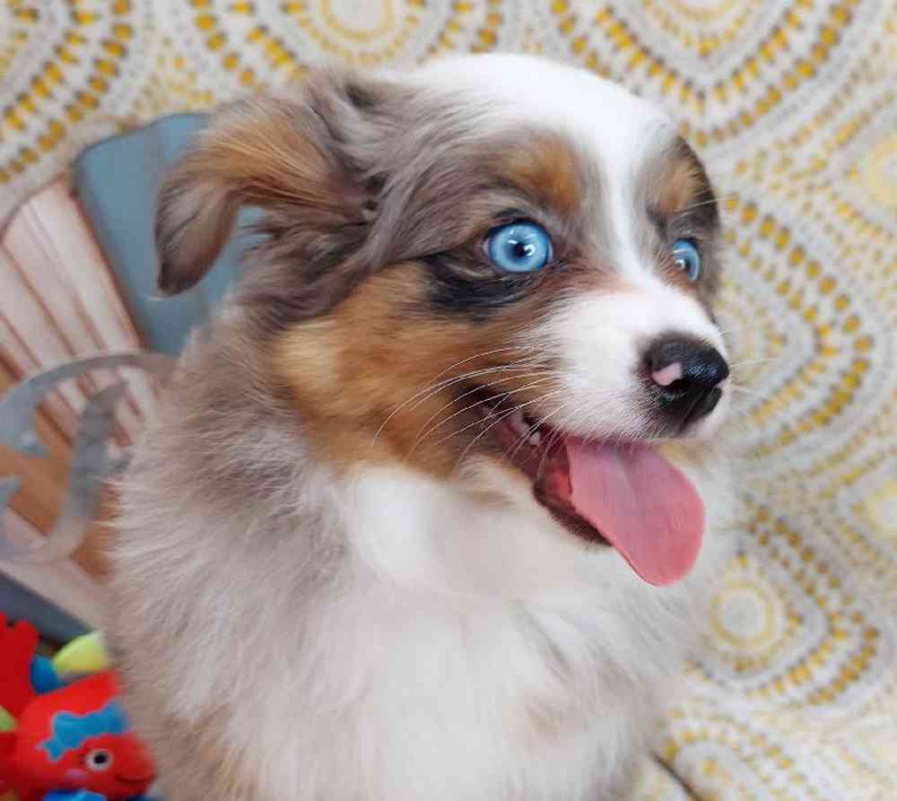 Female Mini Aussie Puppy for sale