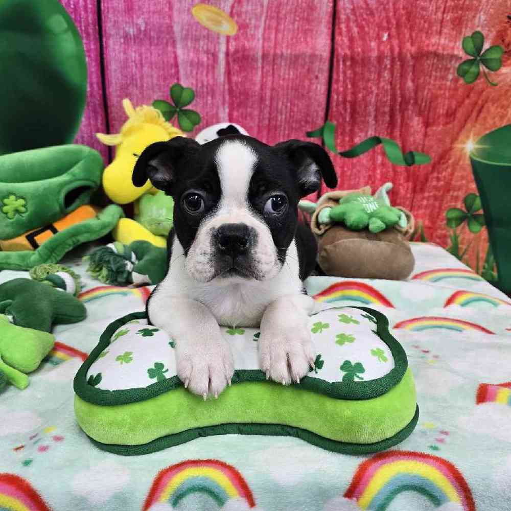 Male Boston Terrier Puppy for Sale in Virginia Beach, VA