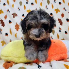 Teddypoo