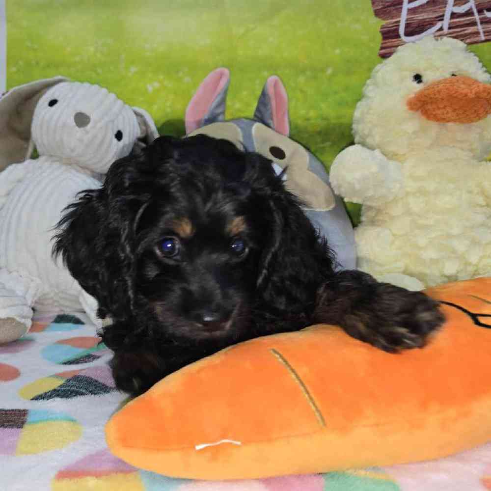 Female Cockapoo Puppy for Sale in Virginia Beach, VA