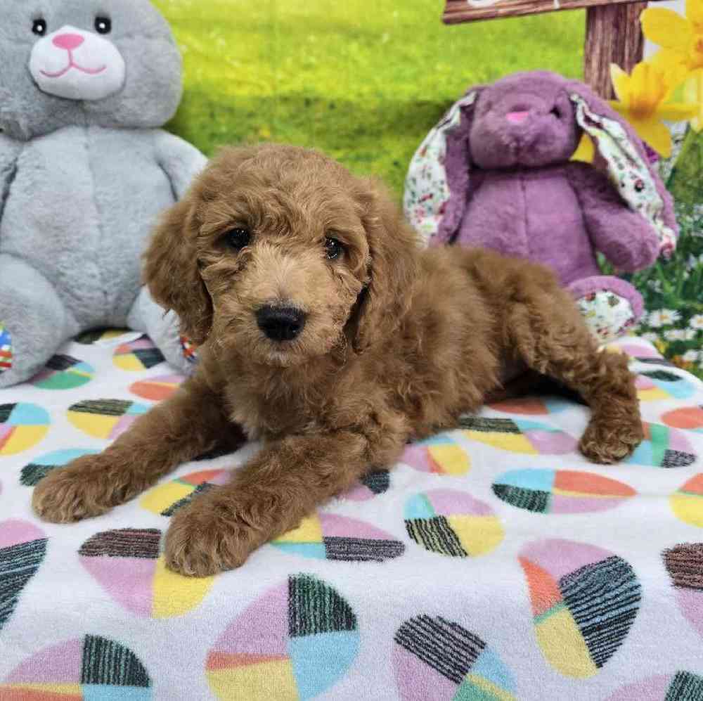 Female Mini Goldendoodle Puppy for Sale in Virginia Beach, VA