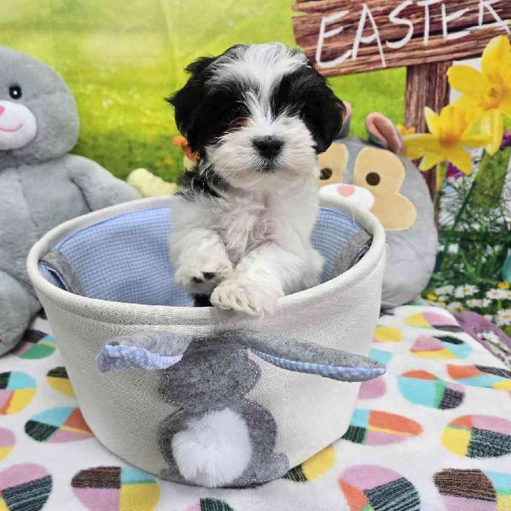 Female Coton De Tulear Puppy for Sale in Virginia Beach, VA