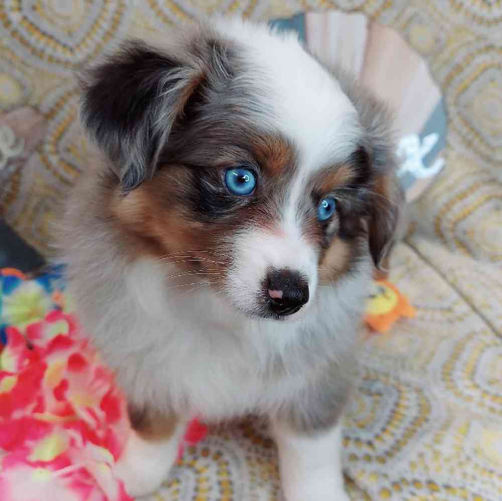 Female Mini Aussie Puppy for sale