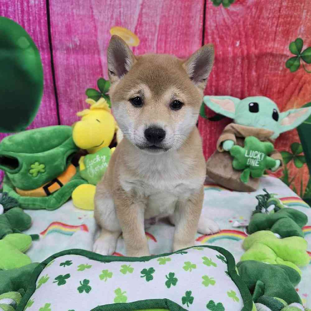 Male Shiba Inu Puppy for Sale in Virginia Beach, VA