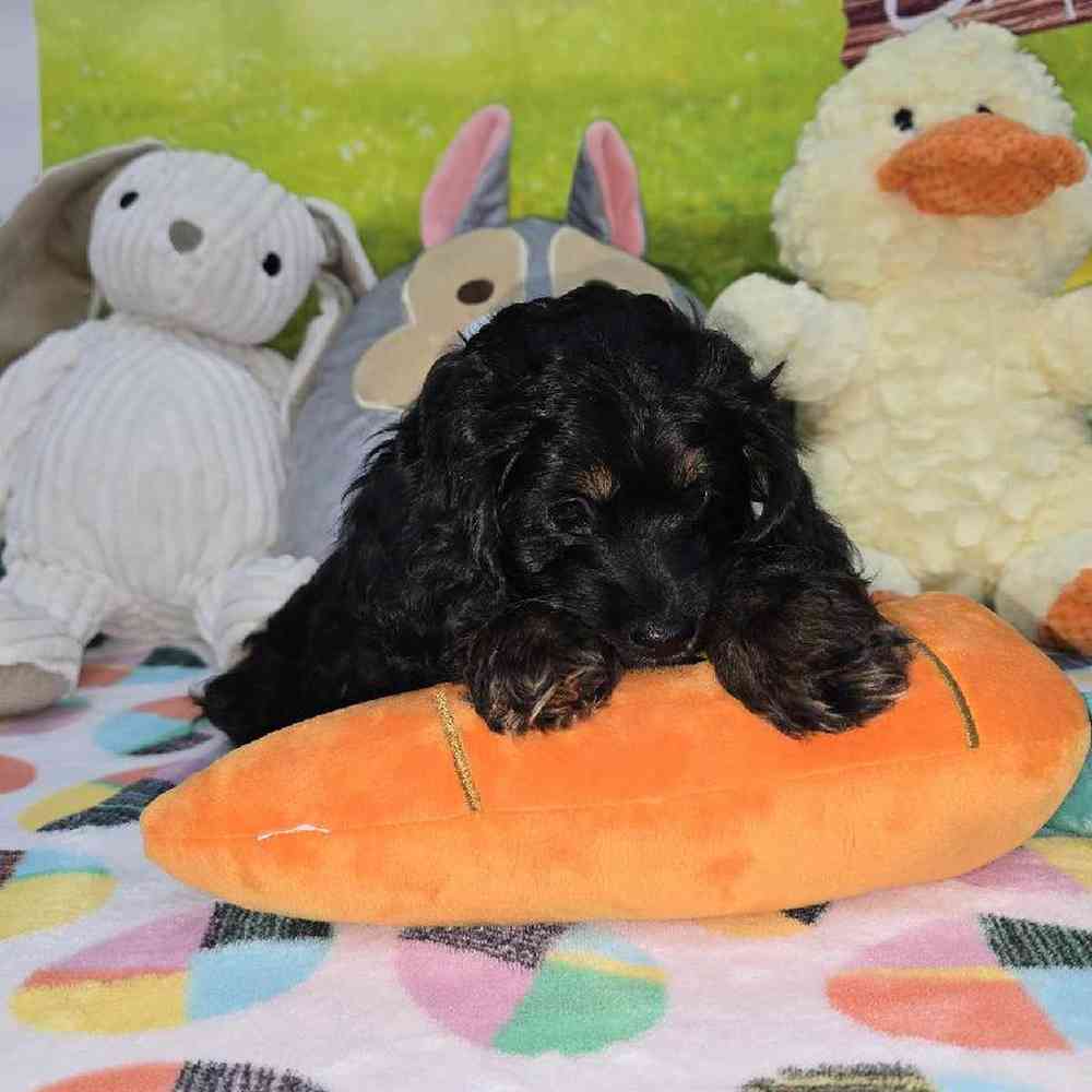 Female Cockapoo Puppy for Sale in Virginia Beach, VA