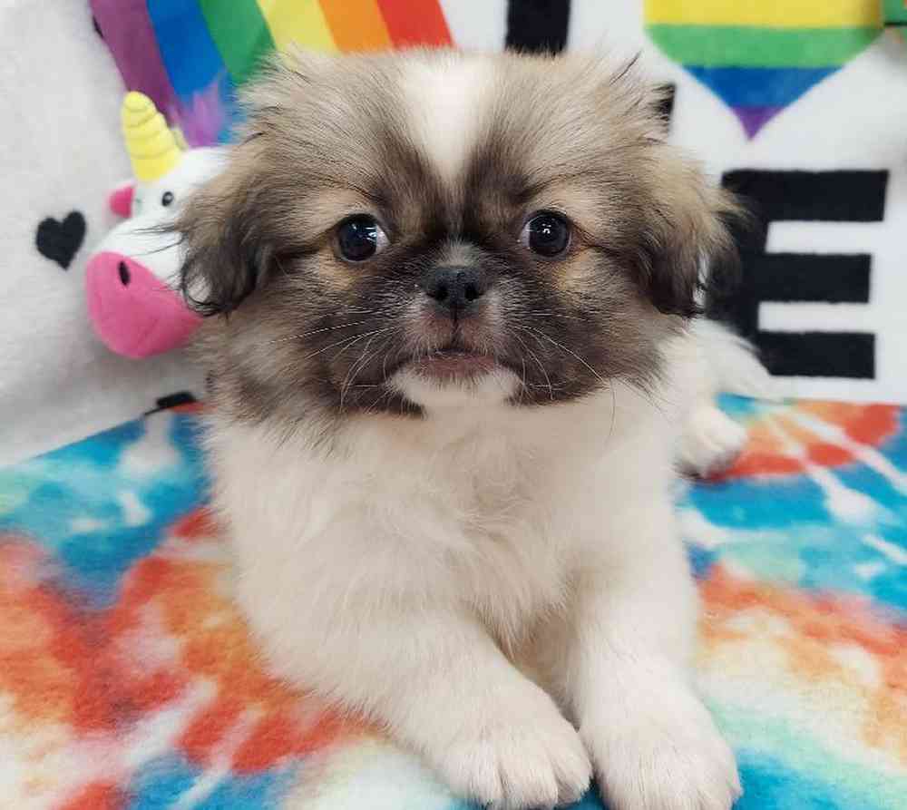 Male Pekingese Puppy for sale