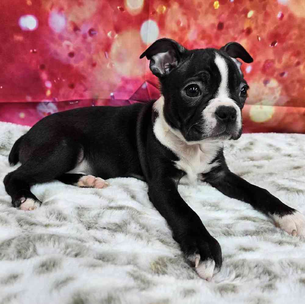 Male Boston Terrier Puppy for Sale in Virginia Beach, VA