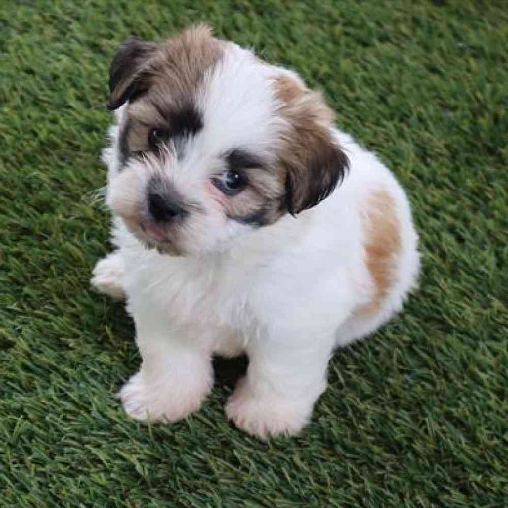 Male Teddy Bear Puppy for Sale in Virginia Beach, VA