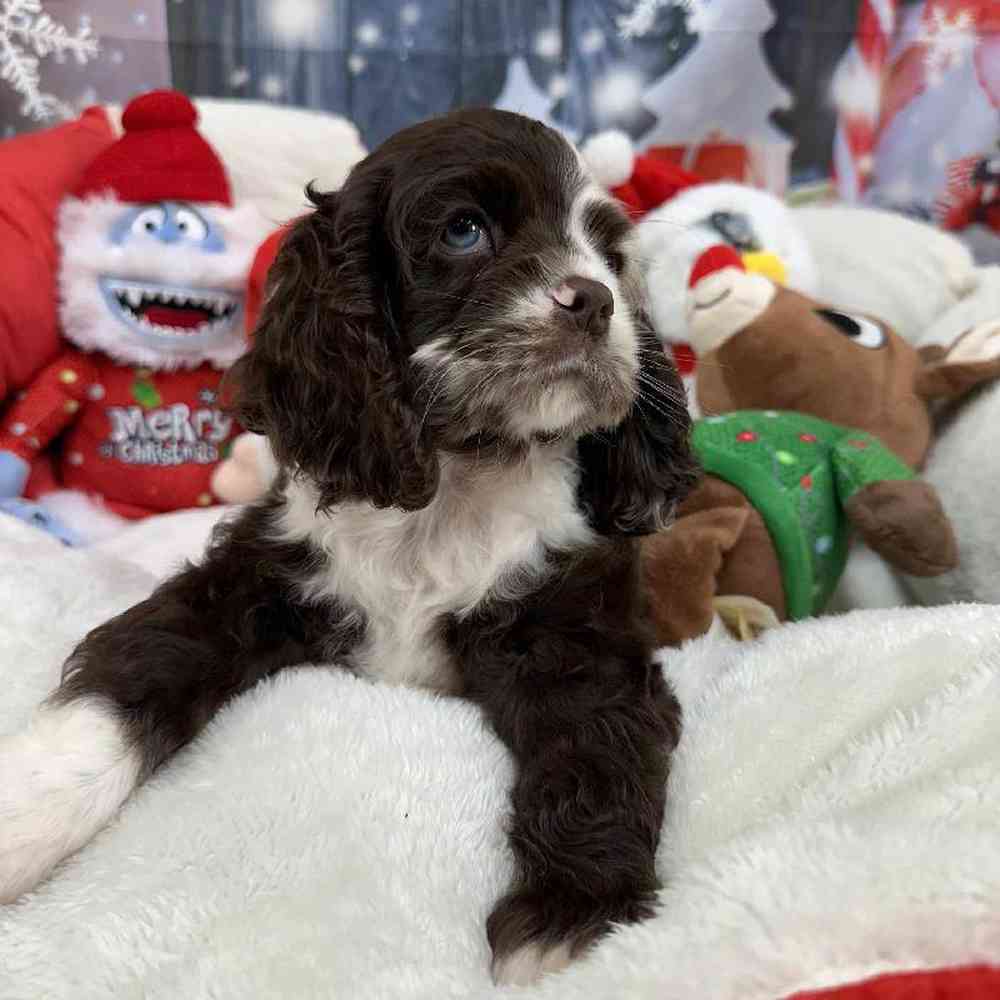 Female Cocker Spaniel Puppy for Sale in Virginia Beach, VA