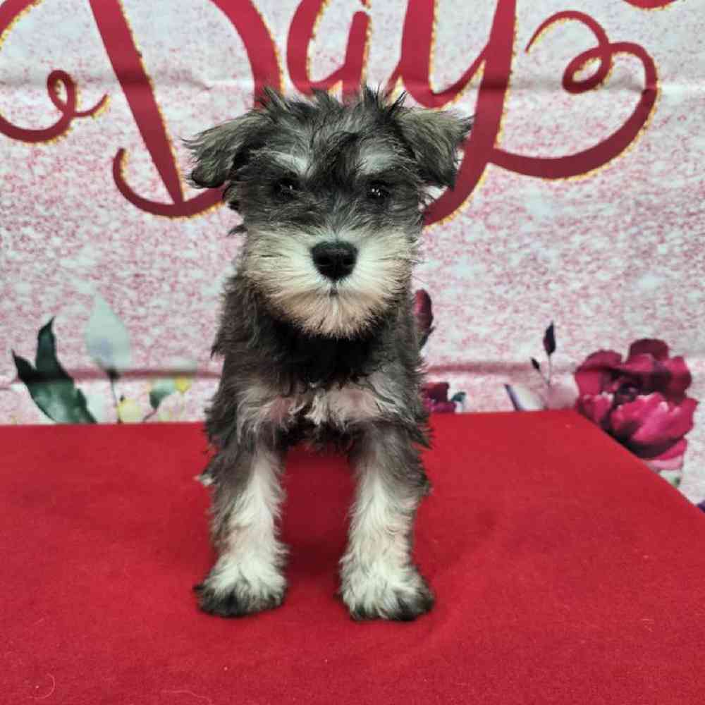 Male Mini Schnauzer Puppy for Sale in Virginia Beach, VA