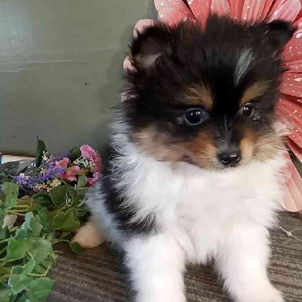 Female Pomeranian Puppy for Sale in Virginia Beach, VA