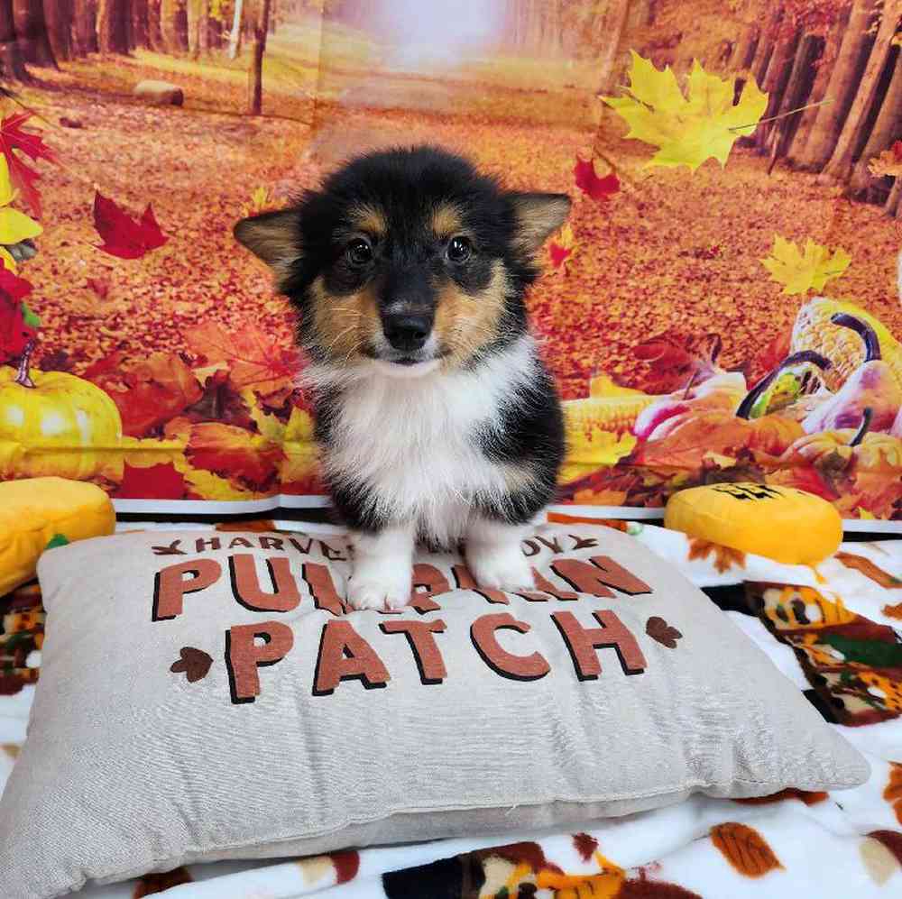 Male Pembroke Welsh Corgi Puppy for Sale in Virginia Beach, VA