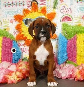 Boxer