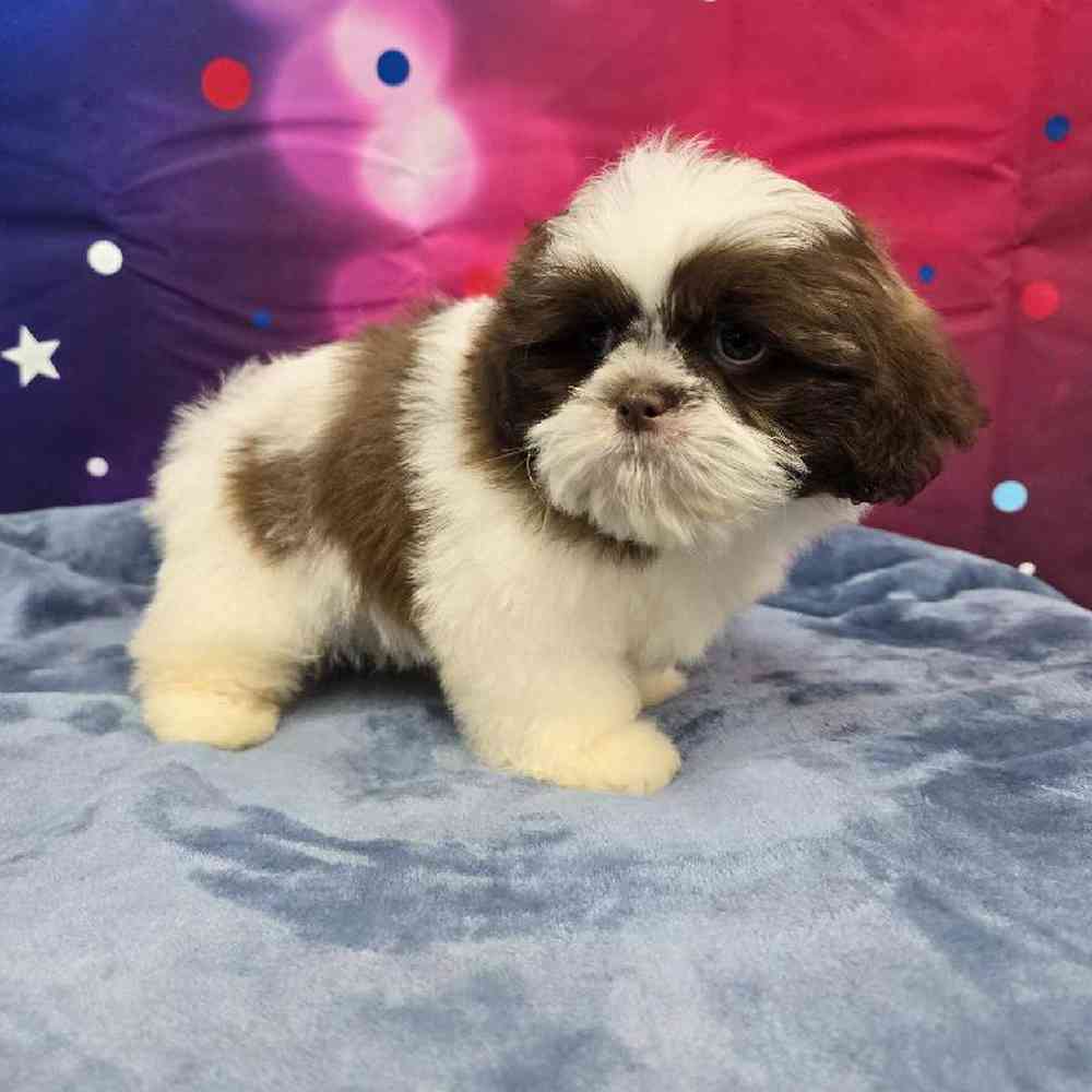 Male Shih Tzu Puppy for Sale in Virginia Beach, VA