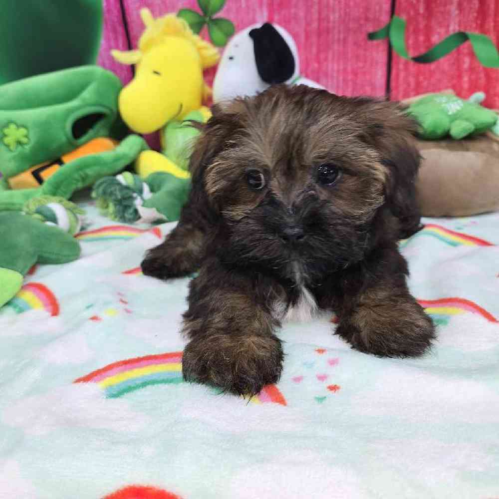 Female Shipoo Puppy for Sale in Virginia Beach, VA