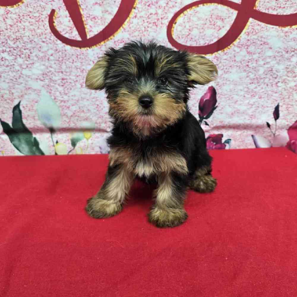 Female Yorkie Puppy for Sale in Virginia Beach, VA