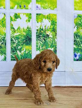 Mini Goldendoodle