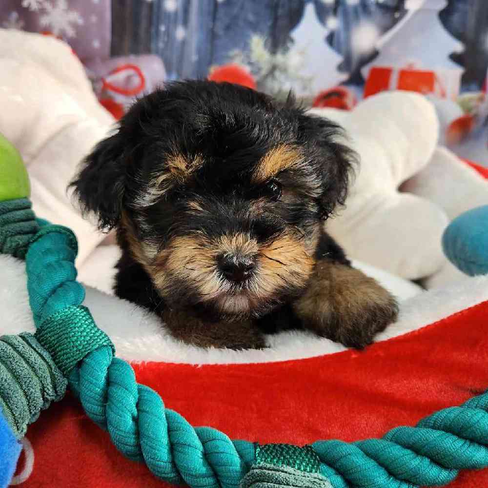 Female Morkie Puppy for Sale in Virginia Beach, VA