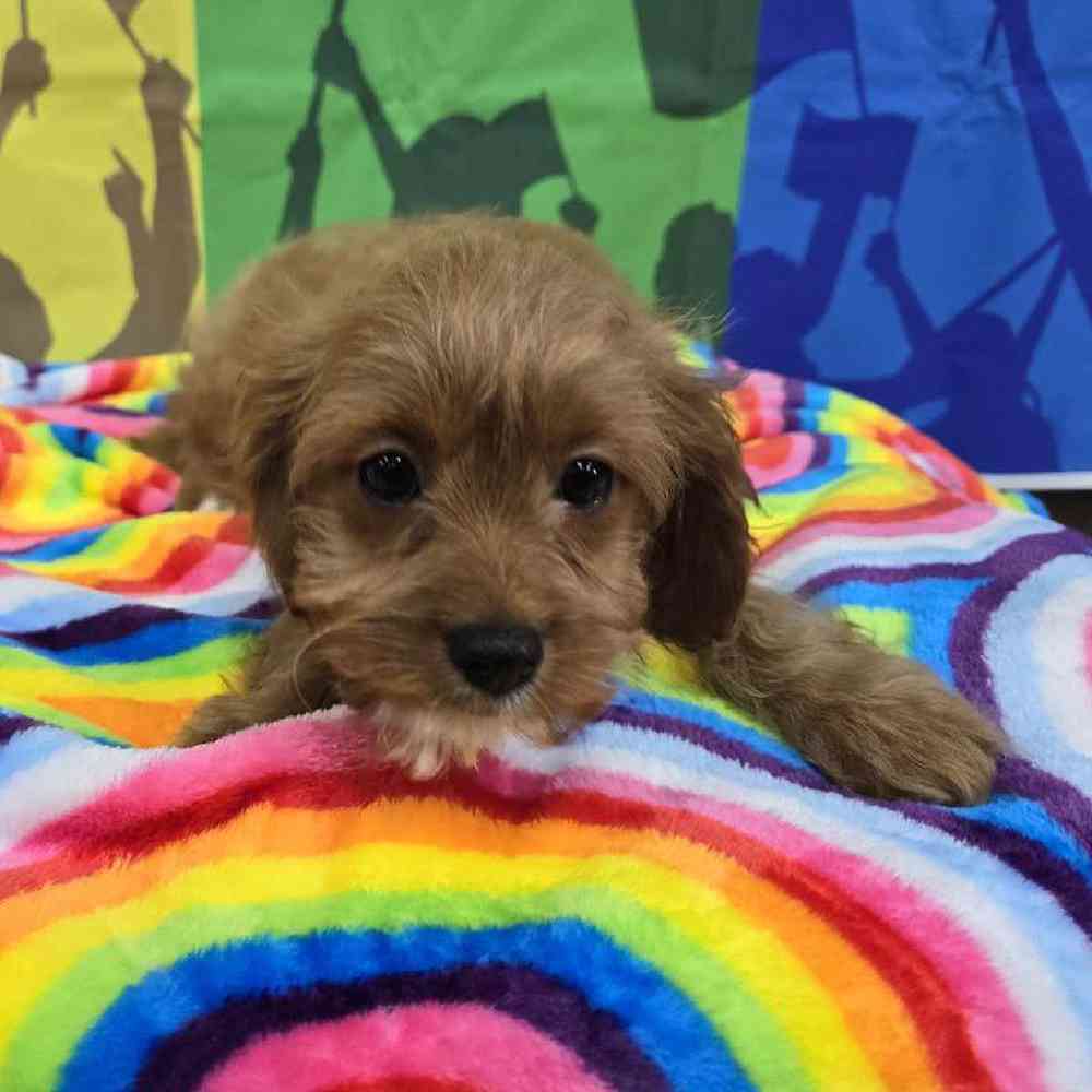 Female Cavapoo Puppy for Sale in Virginia Beach, VA