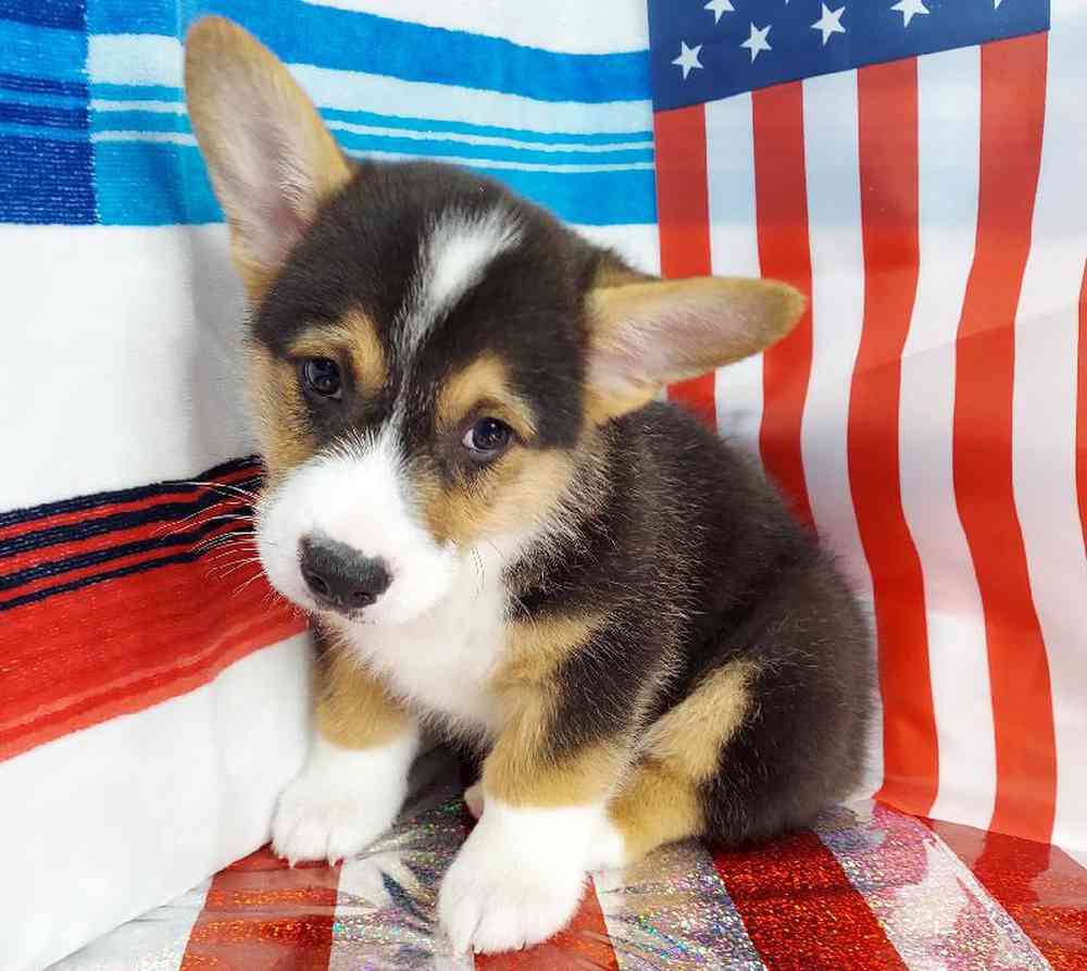 Male Pembroke Welsh Corgi Puppy for sale