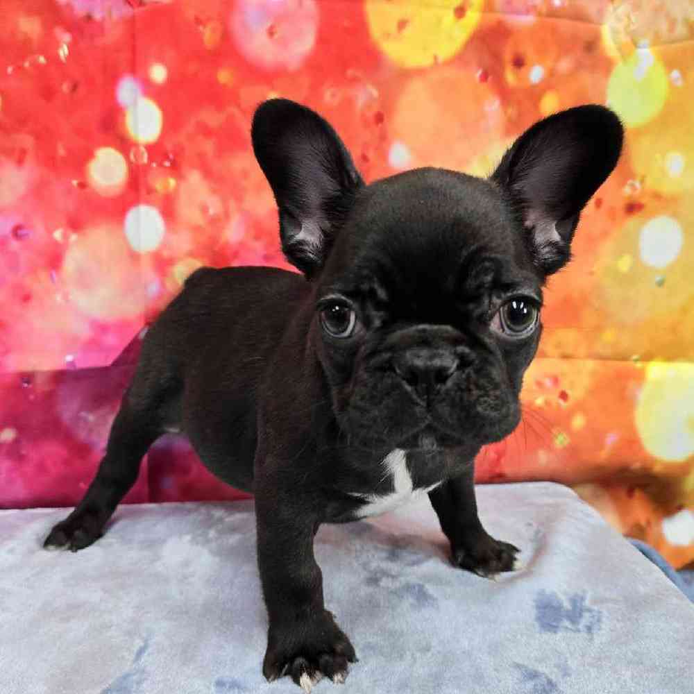 Female French Bulldog Puppy for Sale in Virginia Beach, VA