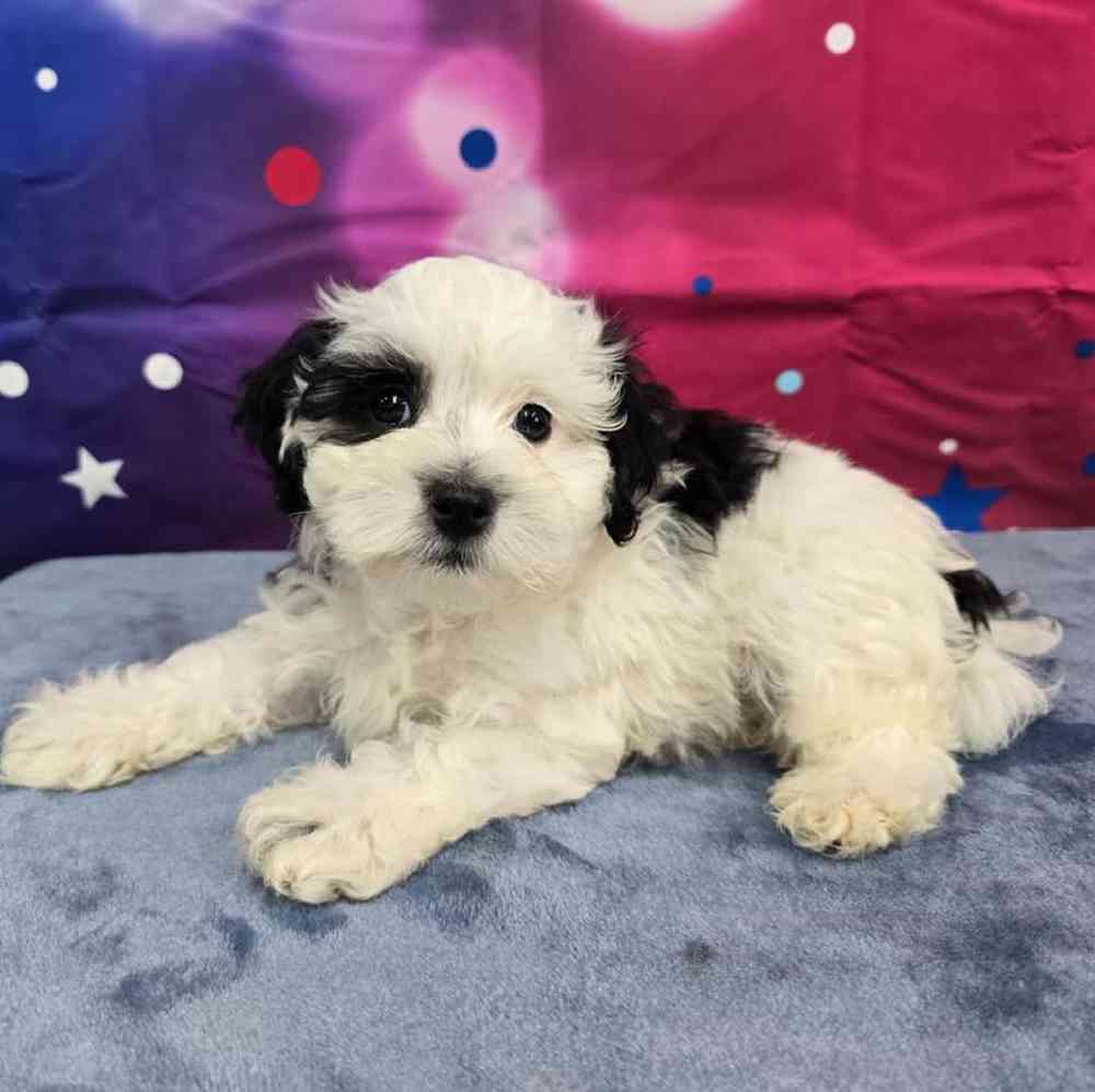 Male Maltipoo Puppy for Sale in Virginia Beach, VA