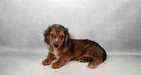 Dachshund