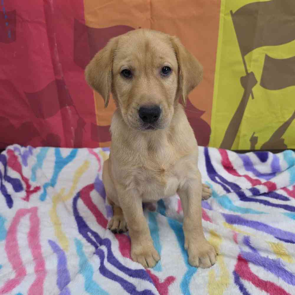 Male Labrador Retriever Puppy for Sale in Virginia Beach, VA