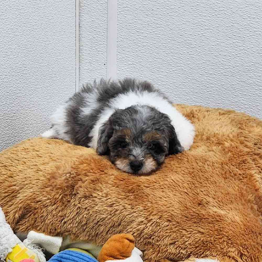 Male Teddy Bear Puppy for Sale in Virginia Beach, VA