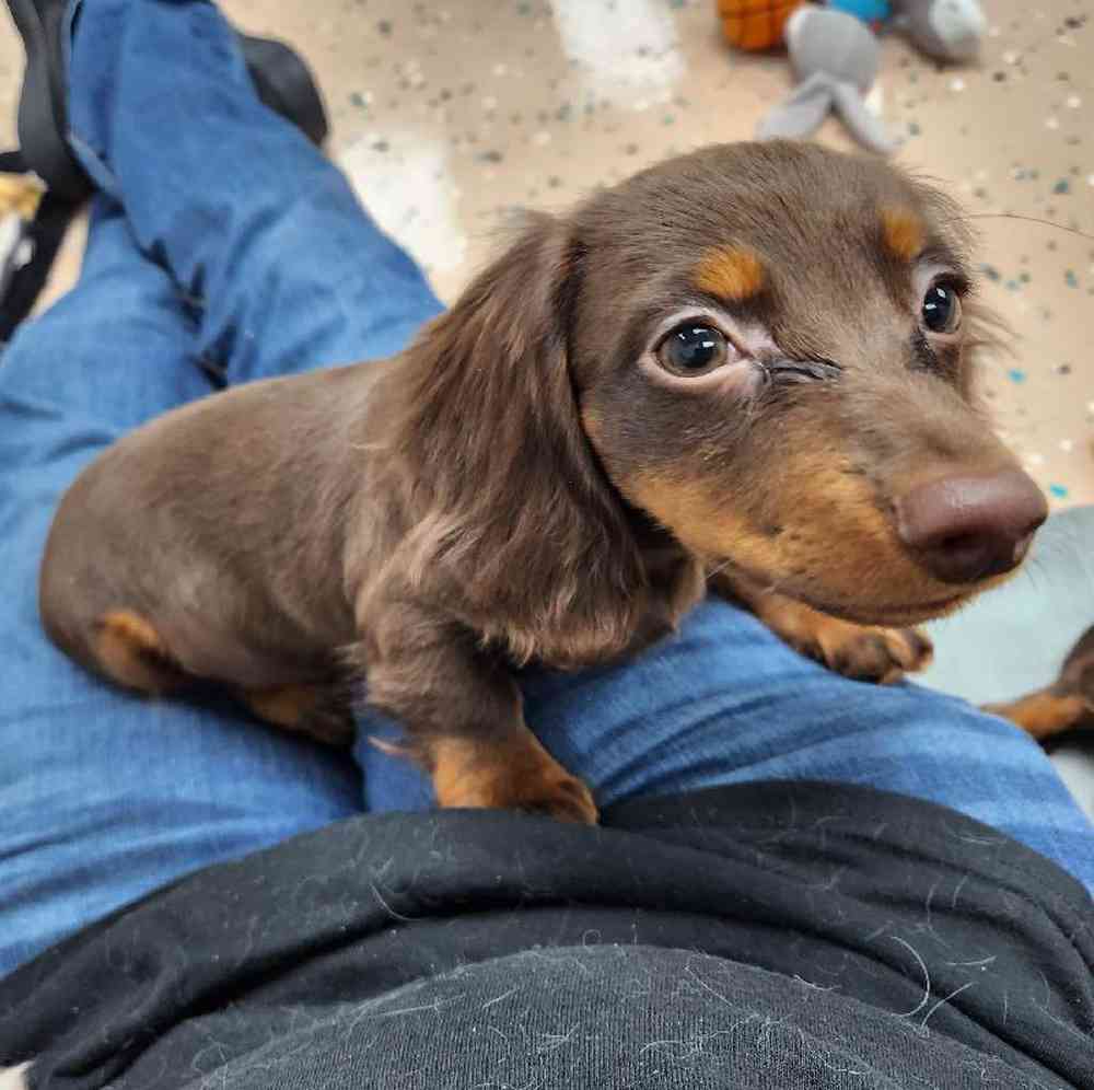 Female Dachshund Puppy for Sale in Virginia Beach, VA