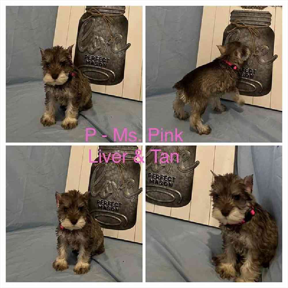 Female Mini Schnauzer Puppy for Sale in Virginia Beach, VA
