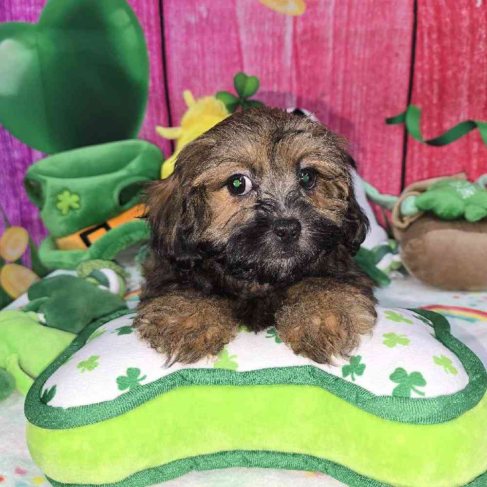 Female Shipoo Puppy for Sale in Virginia Beach, VA