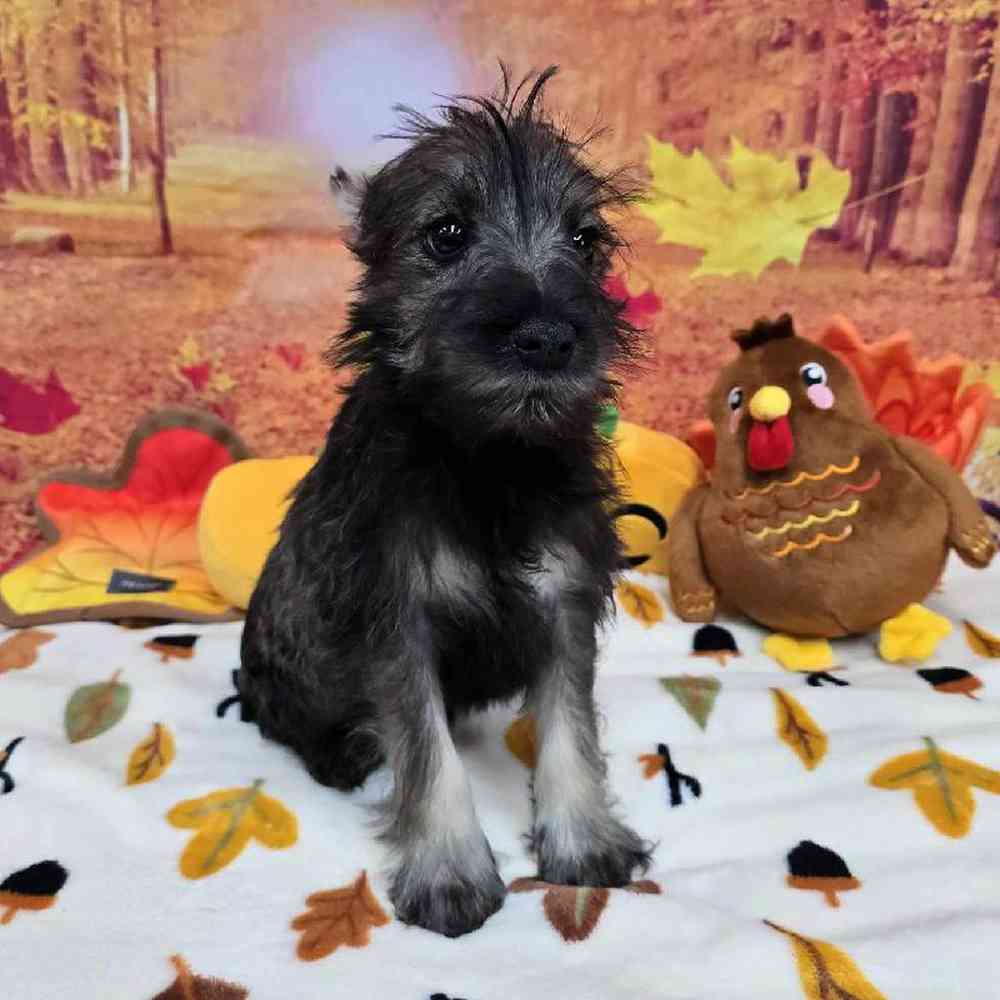 Male Mini Schnauzer Puppy for Sale in Virginia Beach, VA