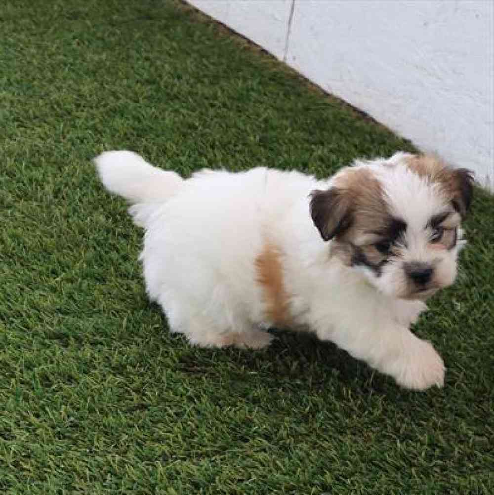 Male Teddy Bear Puppy for Sale in Virginia Beach, VA