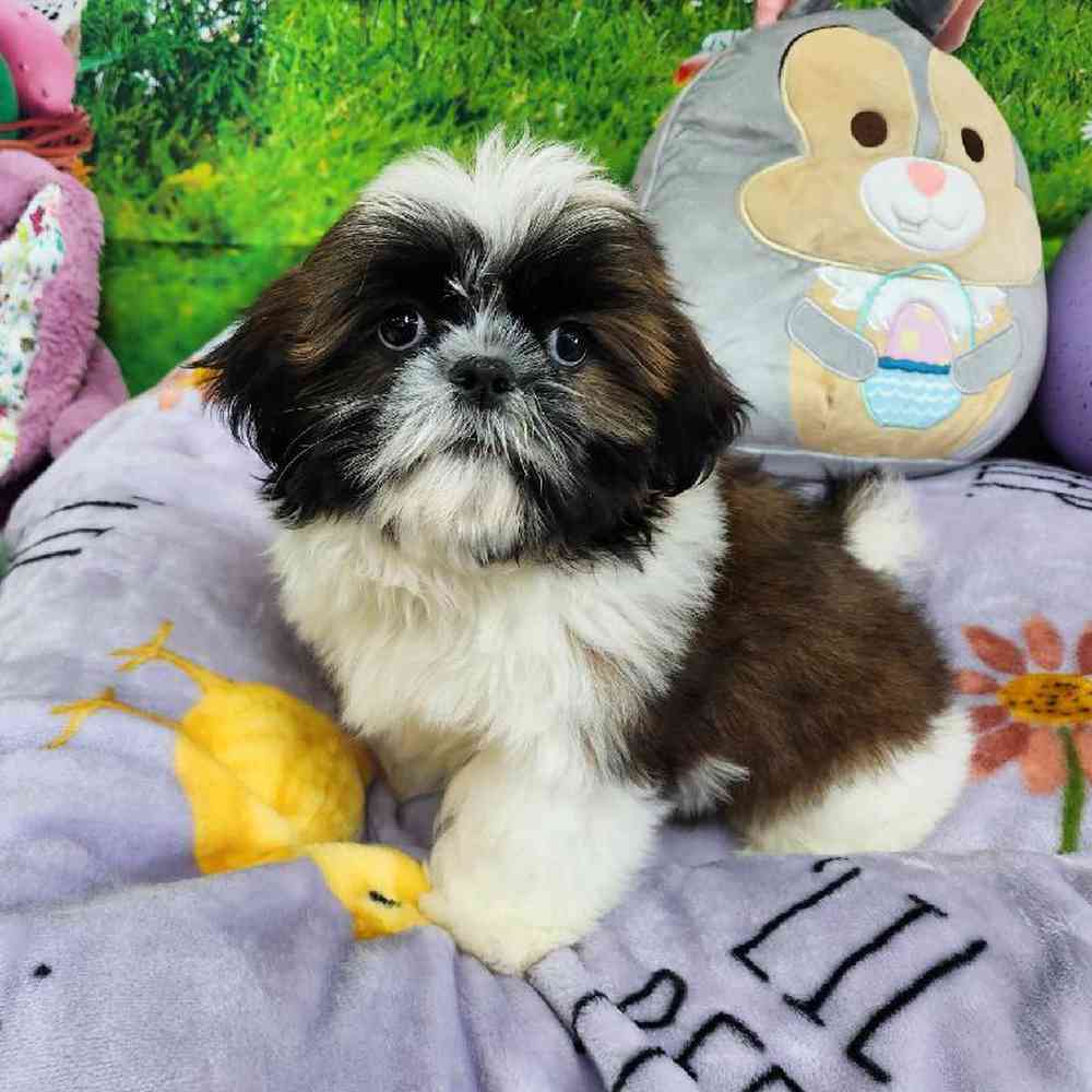 Male Shih Tzu Puppy for Sale in Virginia Beach, VA