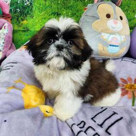 Shih Tzu