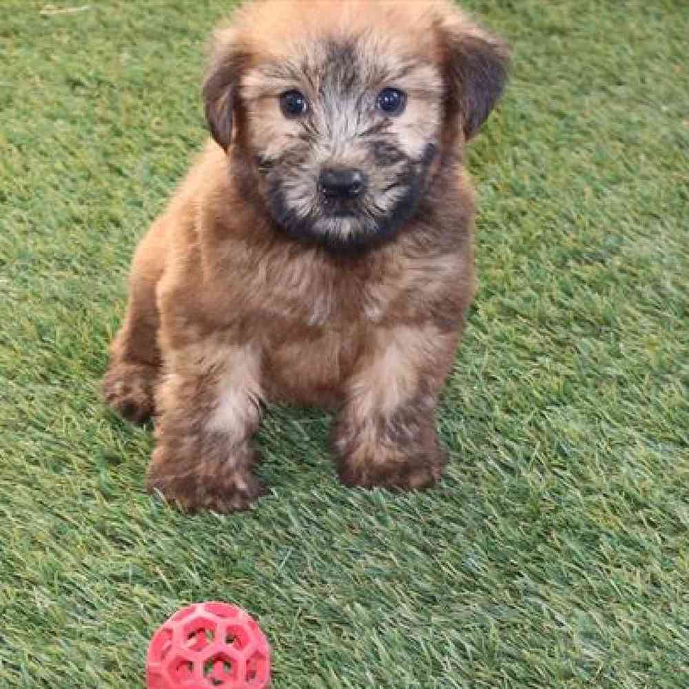 Female Soft Coated Wheaten Terrier Puppy for Sale in Virginia Beach, VA
