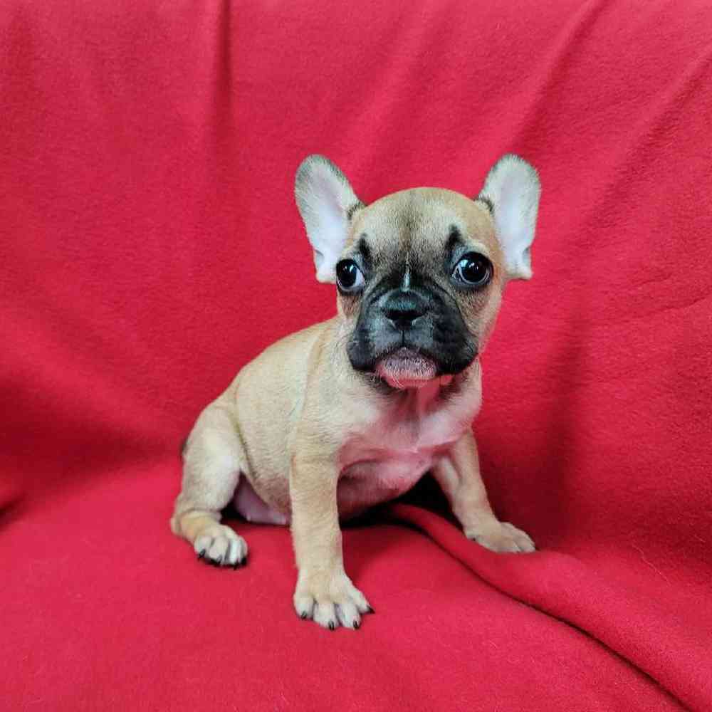 Female French Bulldog Puppy for Sale in Virginia Beach, VA