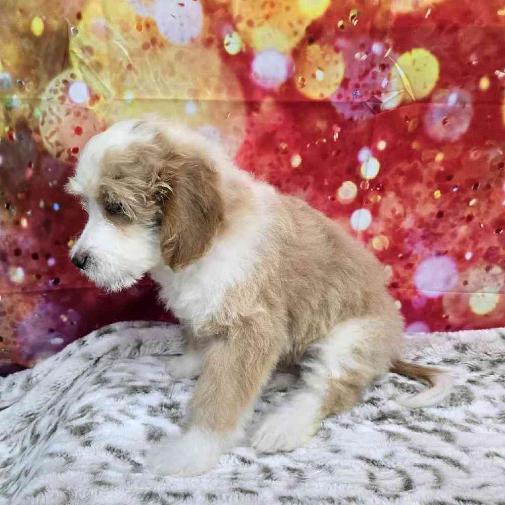 Male Mini Woodle Puppy for Sale in Virginia Beach, VA