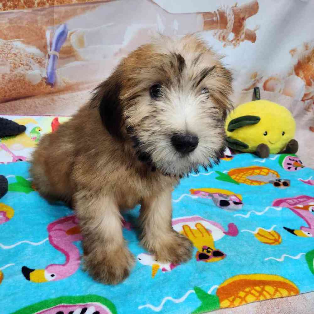 Female Soft Coated Wheaten Terrier Puppy for Sale in Virginia Beach, VA