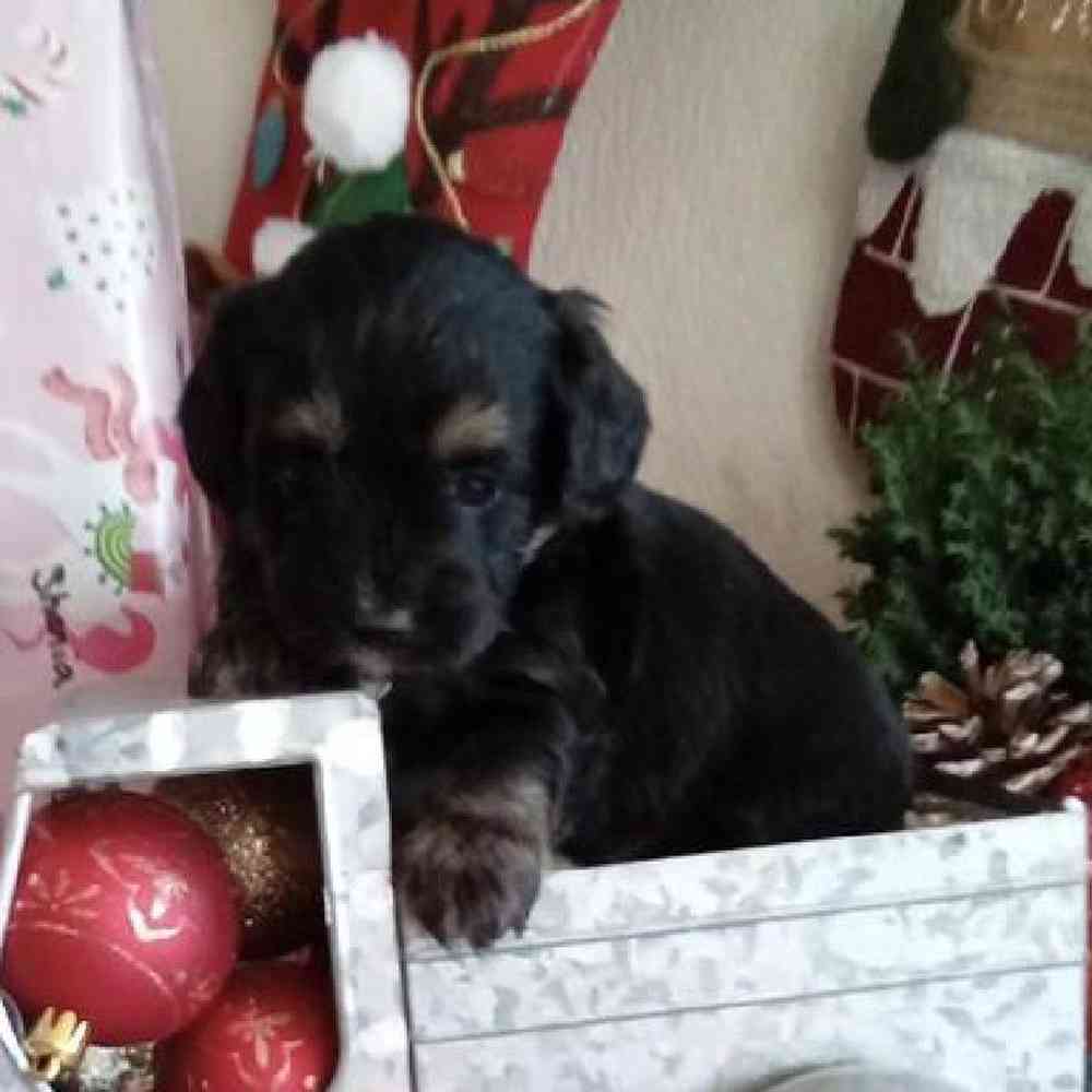 Male Dorkie Puppy for Sale in Virginia Beach, VA