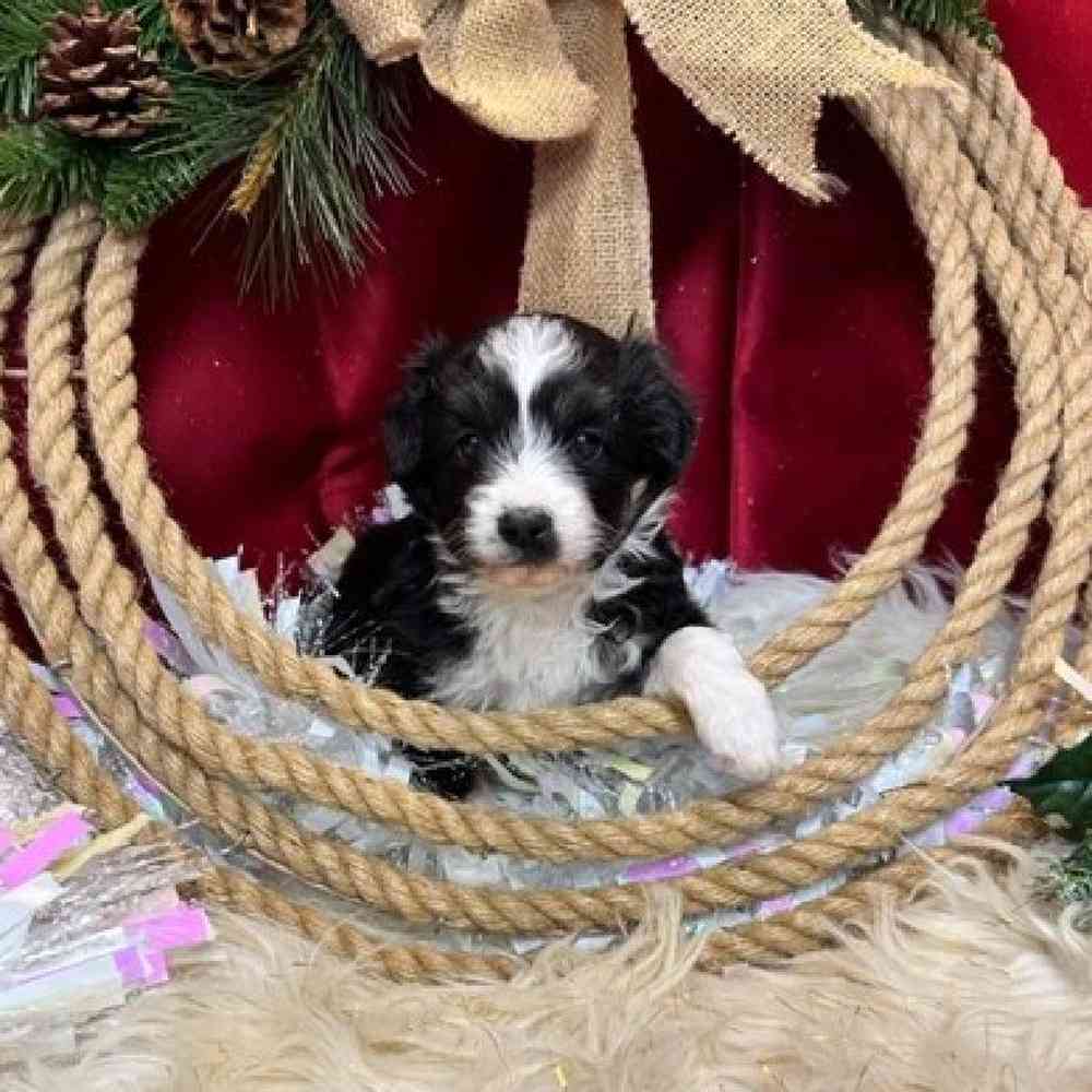 Male Mini Aussiedoodle Puppy for sale