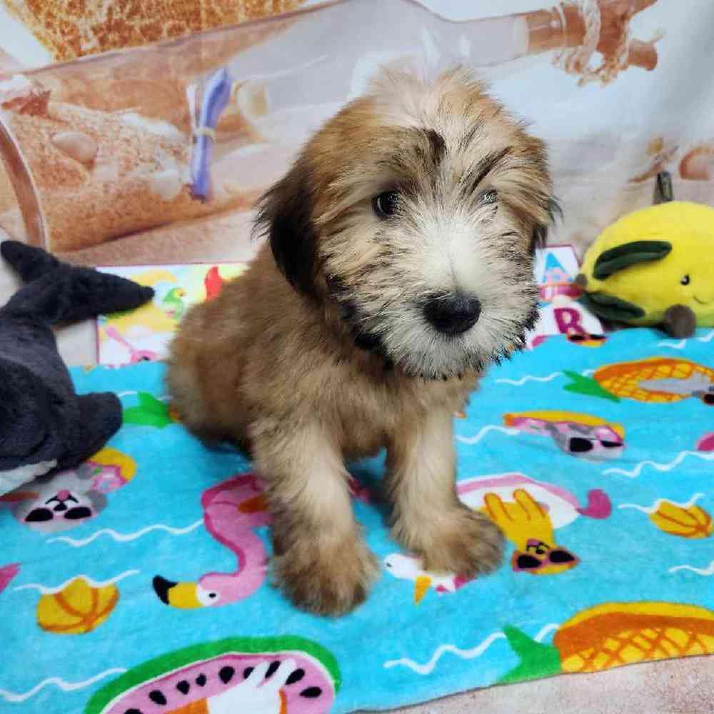 Female Soft Coated Wheaten Terrier Puppy for Sale in Virginia Beach, VA