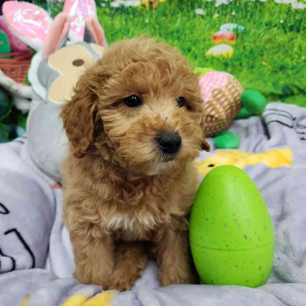 Male Mini Woodle Puppy for Sale in Virginia Beach, VA