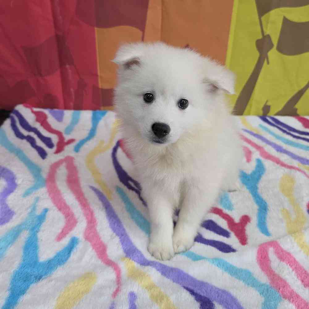 Image of a pet breed in the gallery