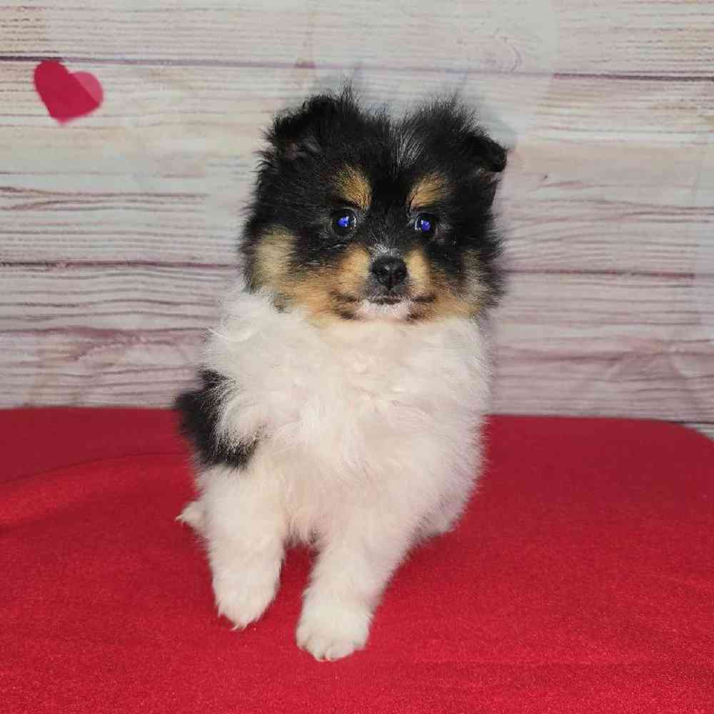 Female Pomeranian Puppy for Sale in Virginia Beach, VA