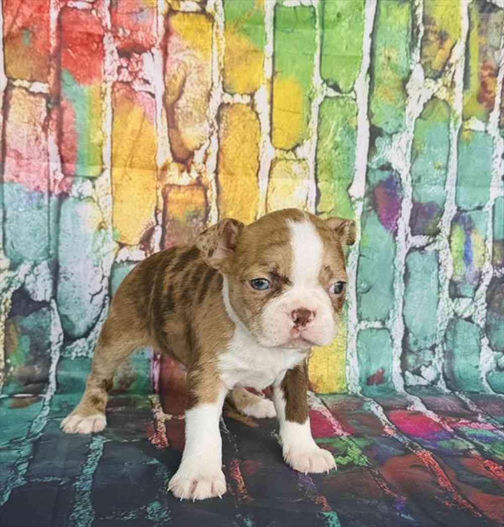 Image of a pet breed in the gallery
